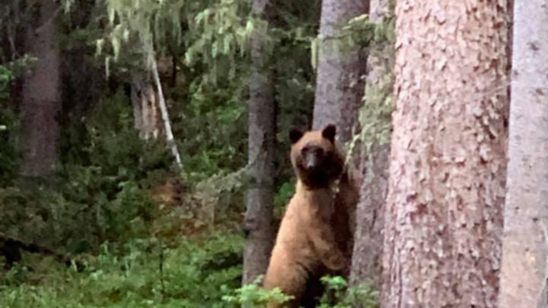 What Should You Do When the Bear Is Cinnamon? - The New York Times