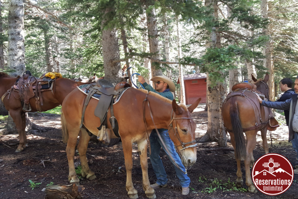 mule and horseback riding in Red River