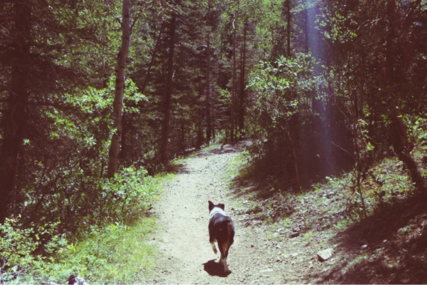 Dog on hiking trail