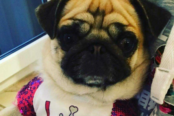 Pet Friendly Vacation Rental